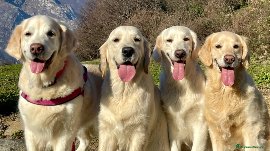 Immagine della galleria {{count}}