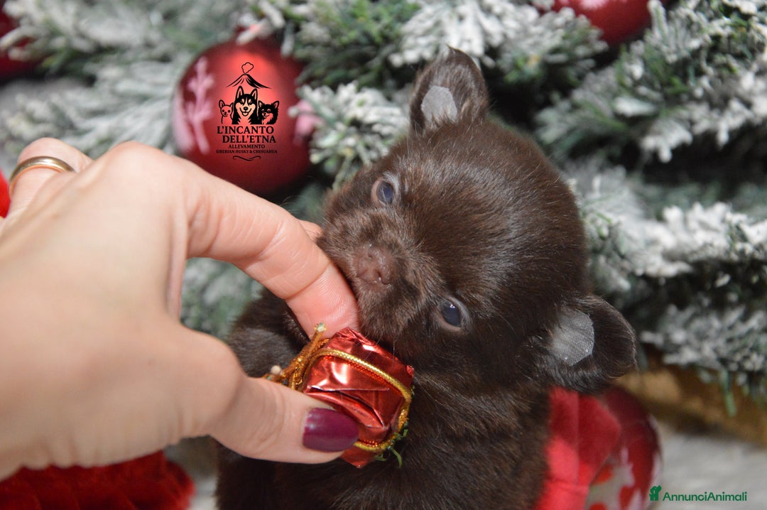 Chihuahua cani in vendita: Cuccioli di Chihuahua linea russa pedigree Enci  - Annuncio 3