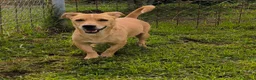 Meticcio cani in regalo: Togo 7anni,kg10,zampe corte, in canile.COSENZA - Annuncio 2