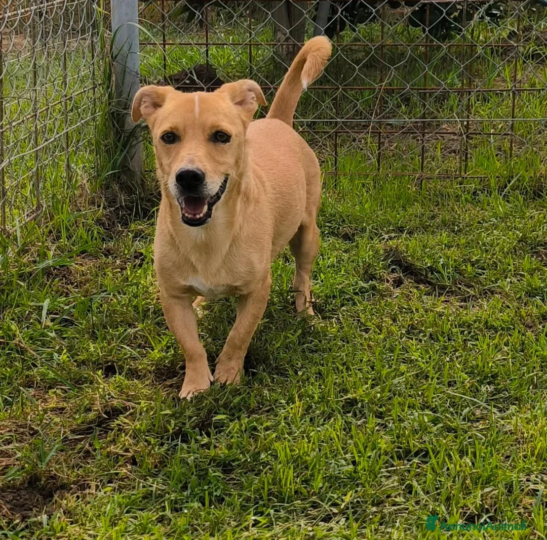 Meticcio cani in regalo: Togo 7anni,kg10,zampe corte, in canile.COSENZA - Annuncio 2
