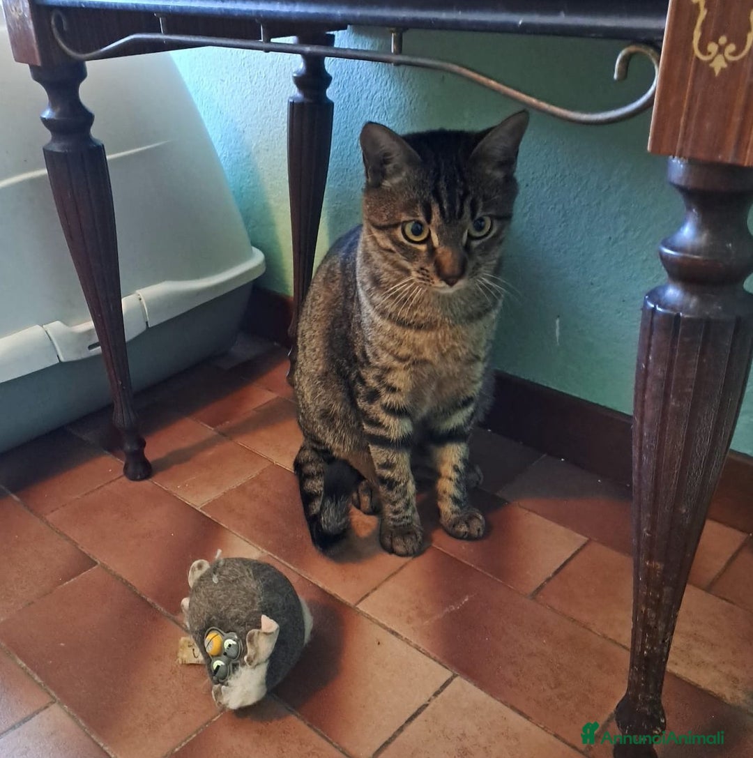 Europeo gatti in regalo: GRACE e KEVIN, teneri gattini in adozione! - Annuncio 3