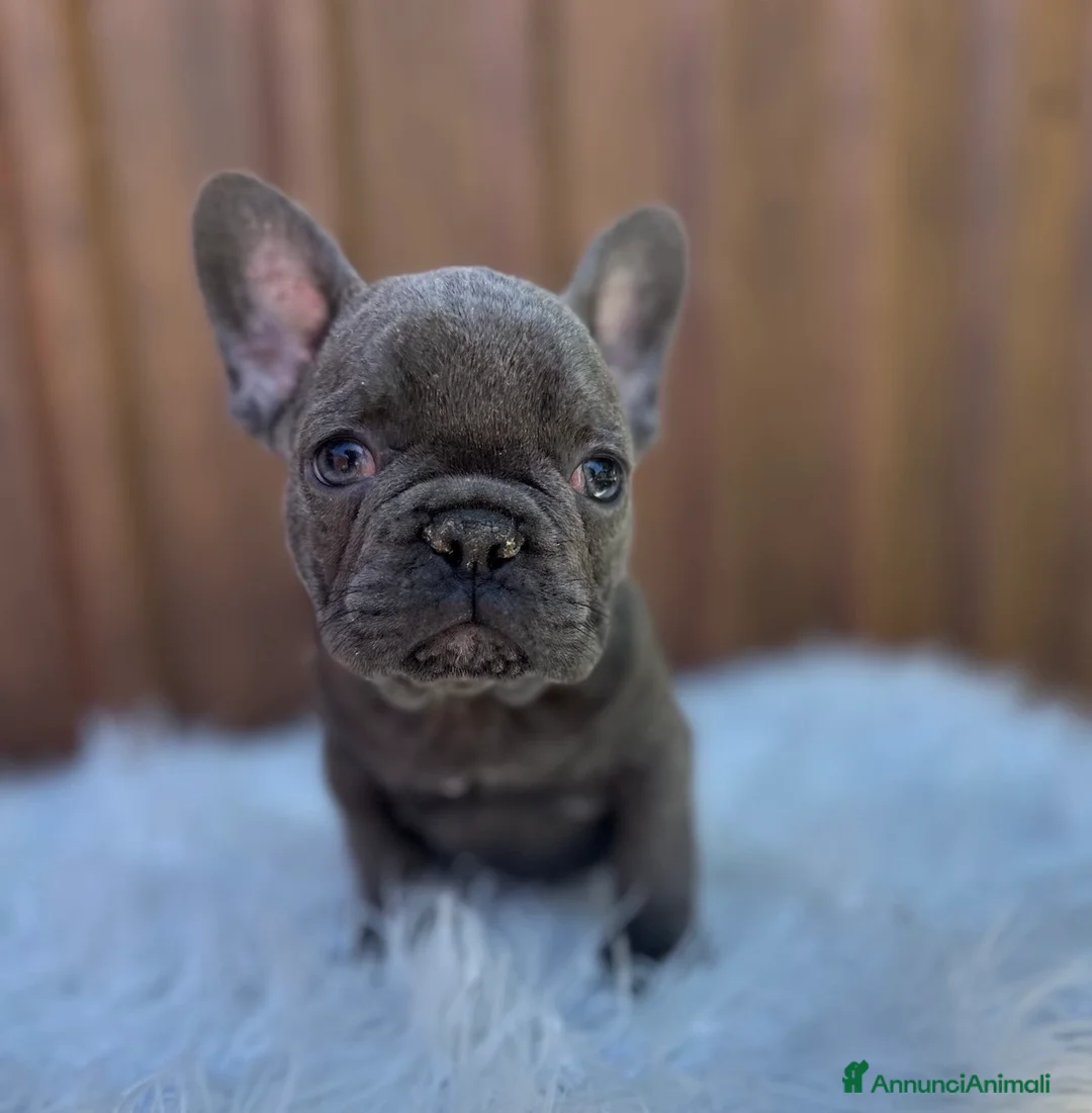 Bulldog Francese cani in vendita: Bulldog francese femmina blu - Annuncio 2