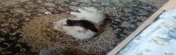 Persiano gatti in vendita:  Persiano CHINCHILLA' white e Golden tabby  - Annuncio 6