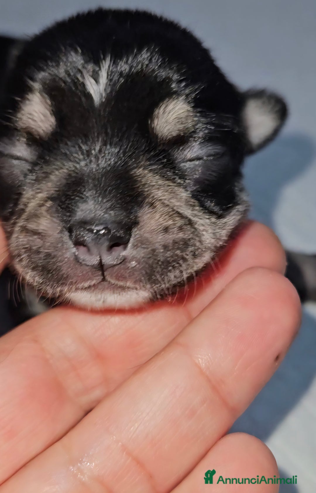 Chihuahua cani in vendita: Chihuahua pedigree Enci  - Annuncio 7