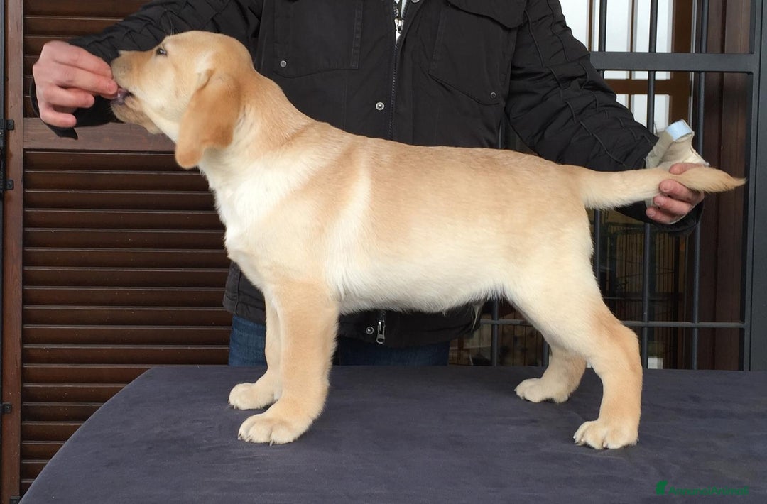 Labrador cani in vendita: Cuccioli di labrador  - Annuncio 3