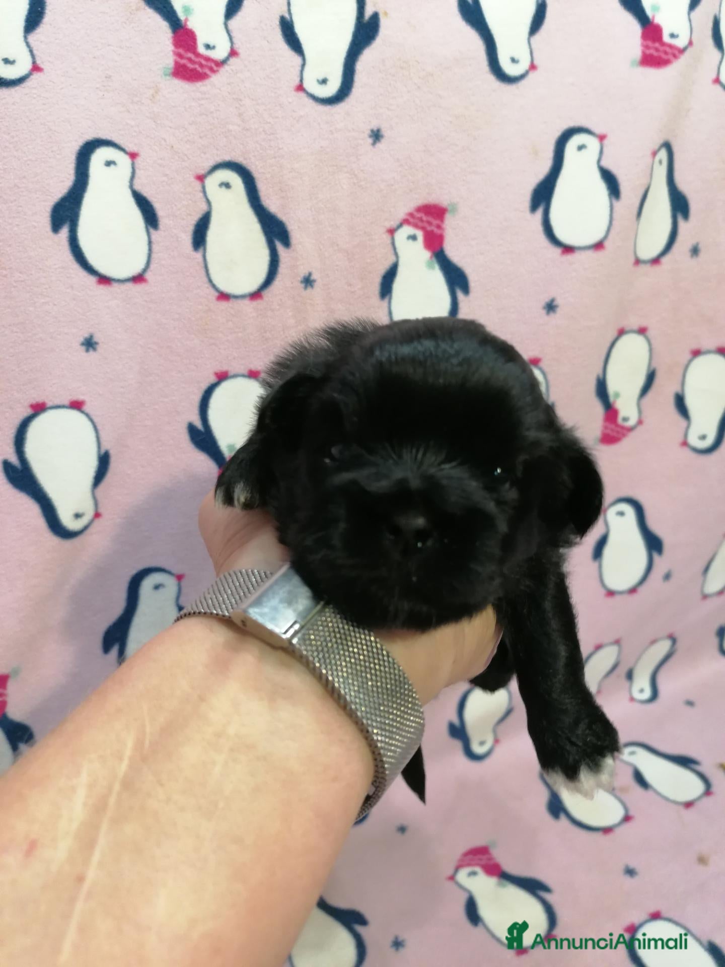 Tibetan Spaniel cani in vendita: Tibetan Spaniel cuccioli black - Annuncio 2