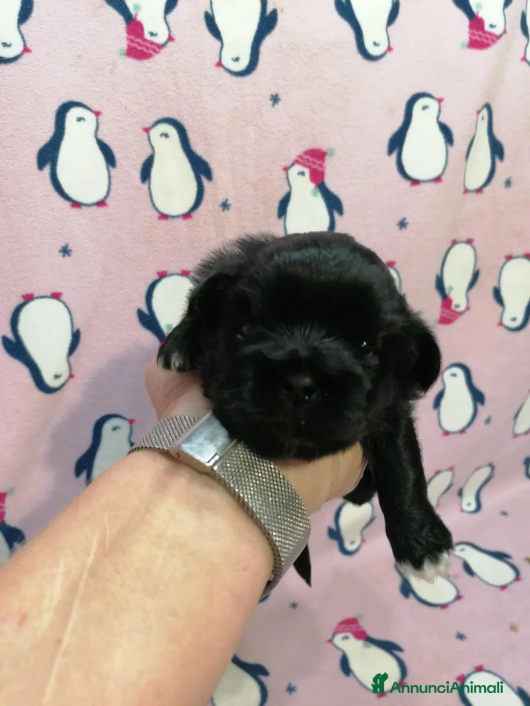 Tibetan Spaniel cani in vendita: Tibetan Spaniel cuccioli black - Annuncio 1