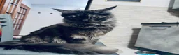 Maine Coon gatti in vendita: Maine coon rehoming  - Annuncio 3
