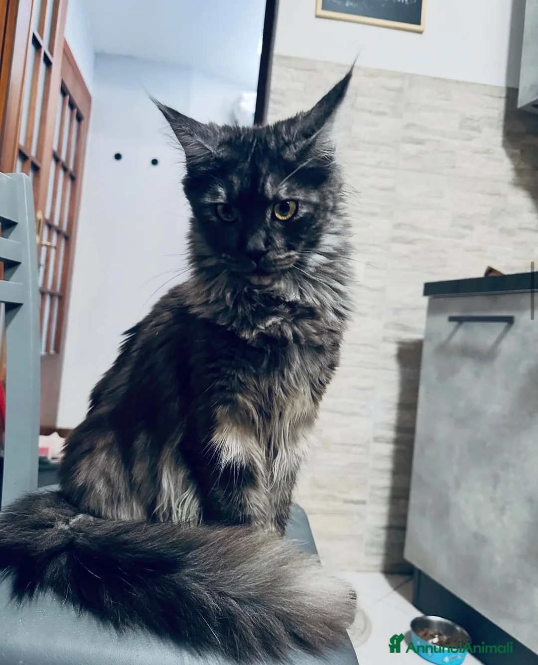Maine Coon gatti in vendita: Maine coon rehoming  - Annuncio 3
