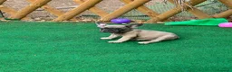 Bulldog Francese cani in vendita: Cuccioli bulldog francese esotici  a Libero consorzio comunale di Siracusa - Annuncio 13