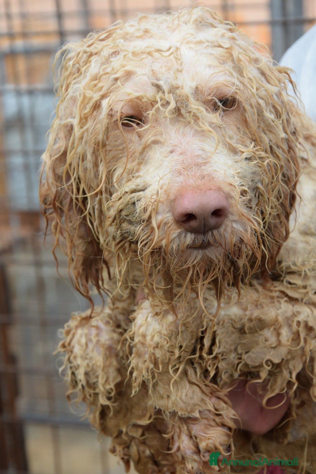 Altre razze cani in regalo: Calipso, dolce cagnolone cerca casa a Città metropolitana di Roma Capitale - Annuncio 1