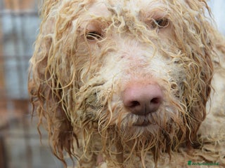 Altre razze cani Calipso, dolce cagnolone cerca casa a Città metropolitana di Roma Capitale - Annuncio 16