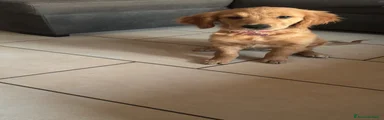Golden Retriever 1