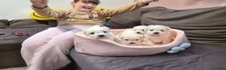 Maltese cani in vendita: Cuccioli maltesi taglia piccola pelo riccio  - Annuncio 2
