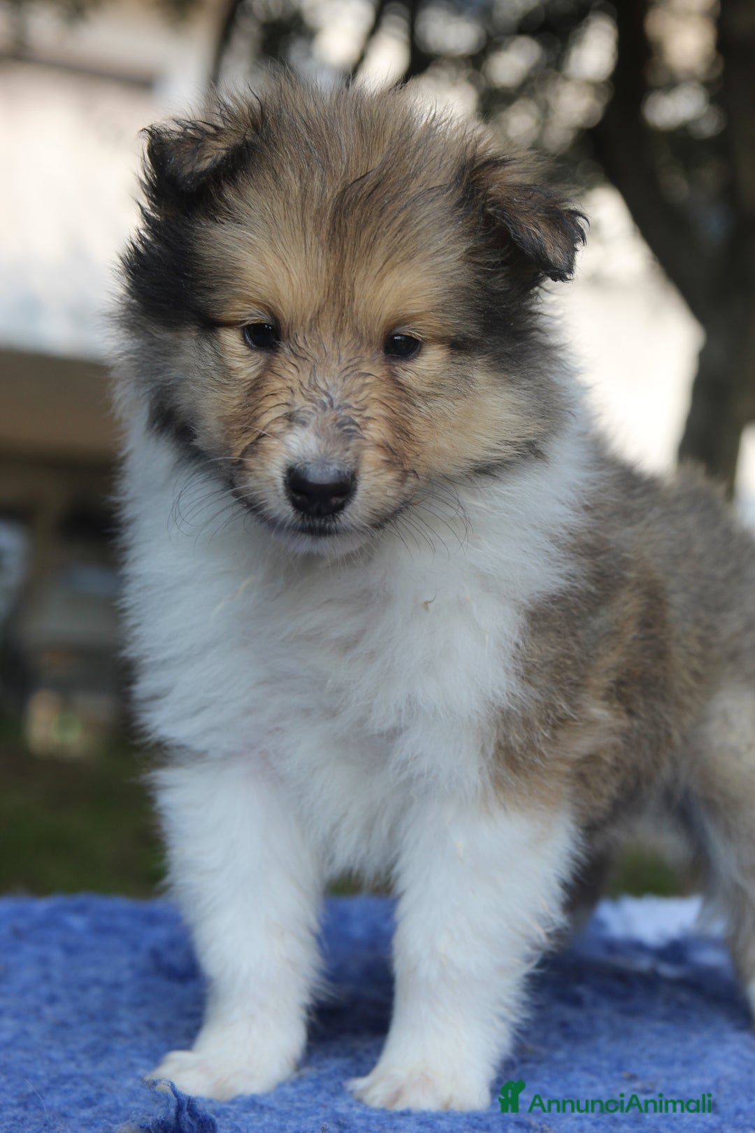 Collie cani in vendita: Cuccioli di collie fulvi - Annuncio 7
