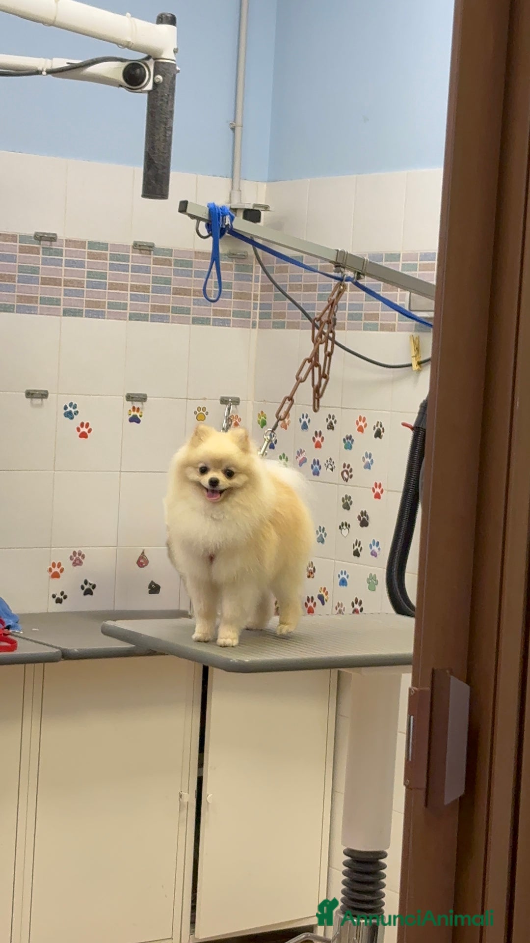 Spitz cani per accoppiamento: Cercasi Femmina Roma a Città metropolitana di Roma Capitale - Immagine 18