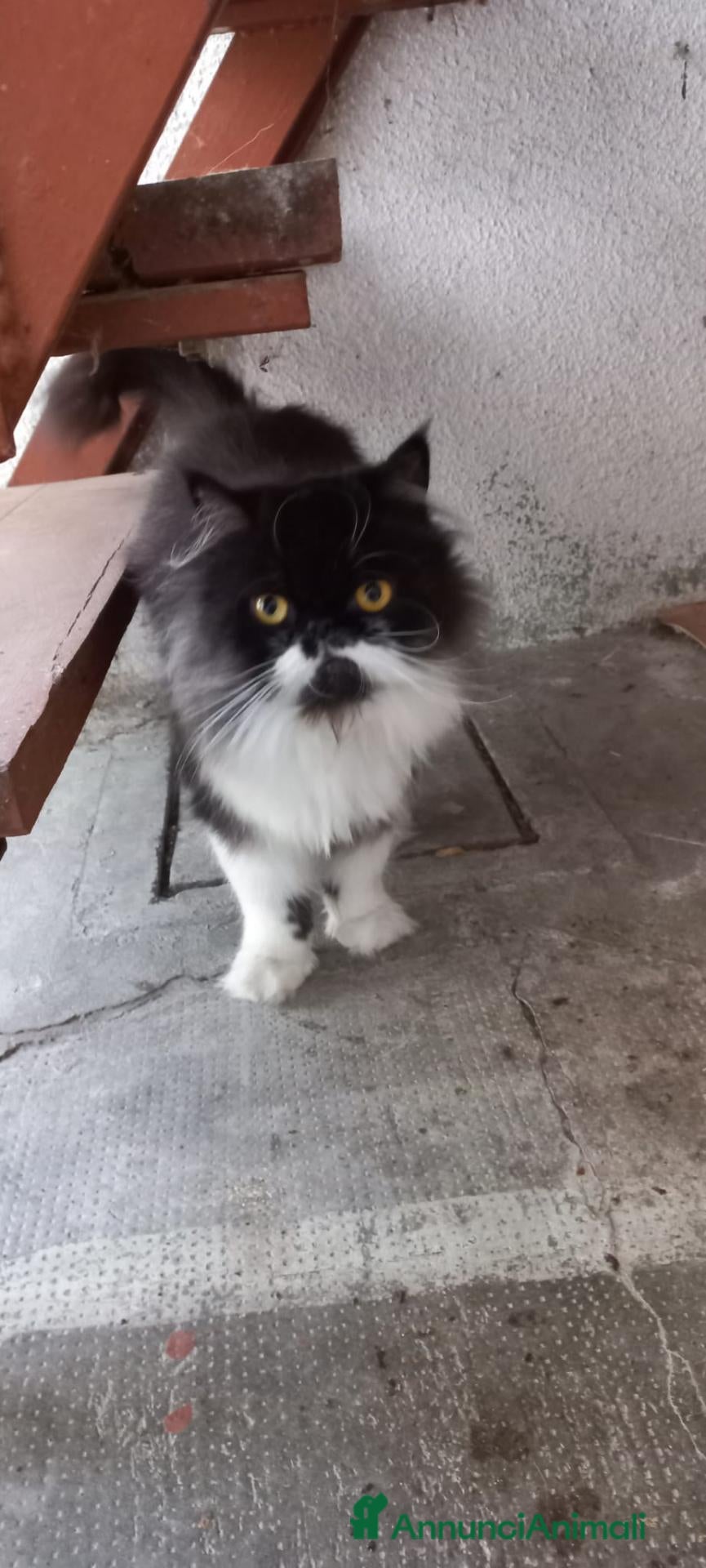 Persiano gatti VAL PELLICE REGALIAMO 2  GATTINE PERSIANE  - Annuncio 1