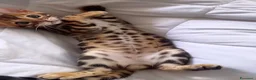 Bengala gatti in vendita: Splendidi cuccioli di bengala  - Annuncio 5