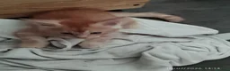 Maine Coon gatti in vendita: Cuccioli di Maine Coon  - Annuncio 6