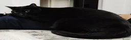 Europeo gatti in regalo: Gatto buono e da appartamento  - Annuncio 1