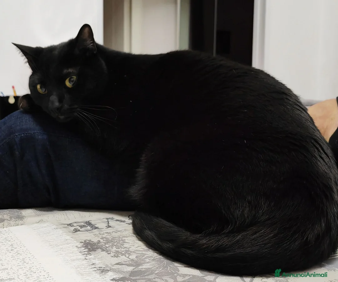 Europeo gatti in regalo: Gatto buono e da appartamento  - Annuncio 1