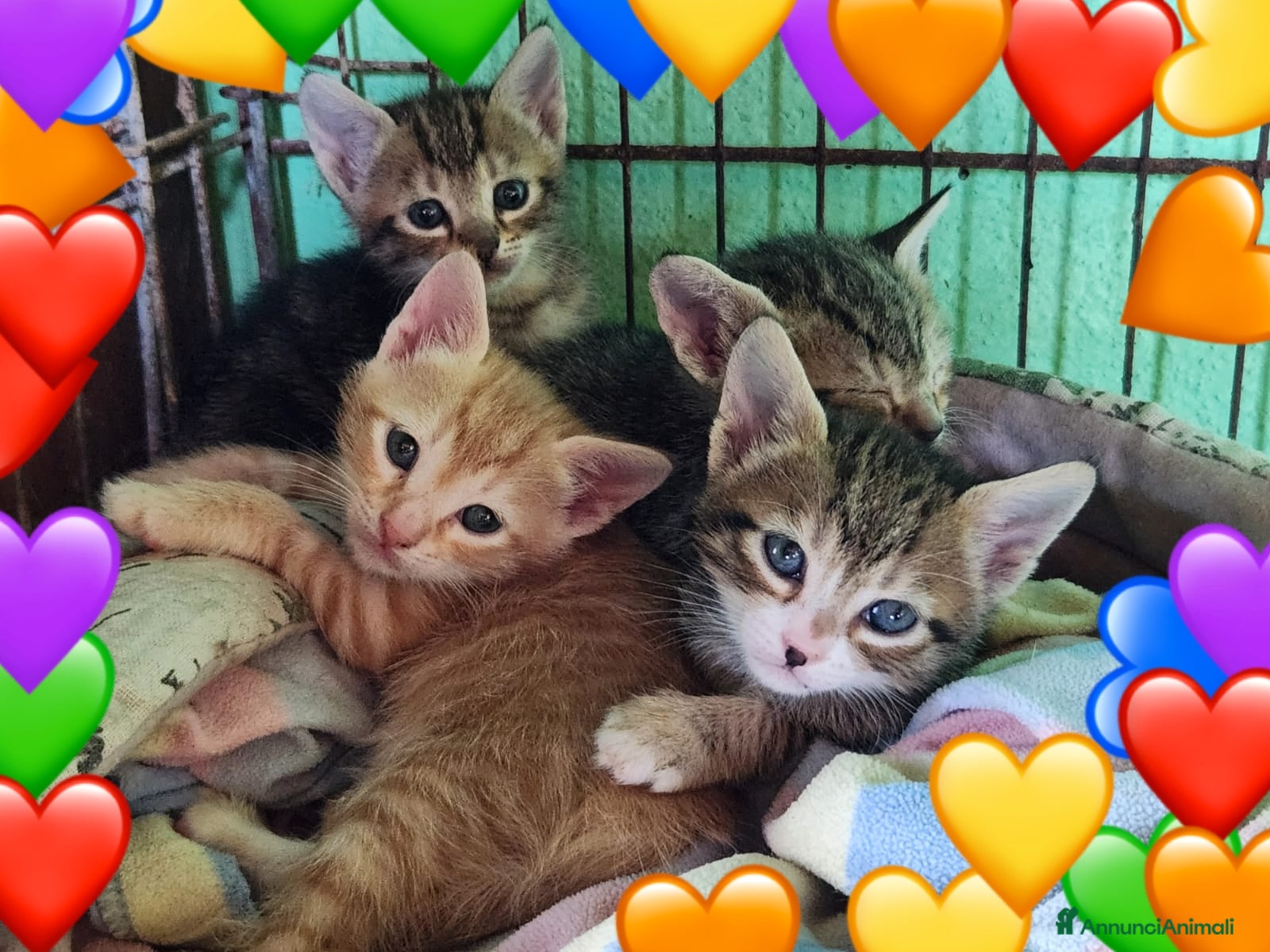 Europeo gatti PICCOLI GATTINI - Annuncio 2