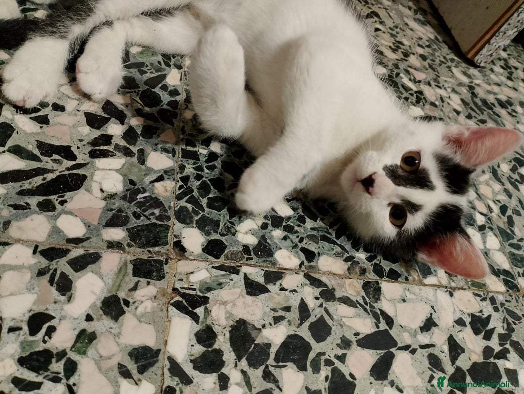 Meticcio gatti in regalo: GATTINI MERAVIGLIOSI  - Annuncio 2