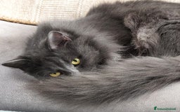 Siberiano gatti in vendita: Splendidi cuccioli siberiani Black Silver  - Immagine 7