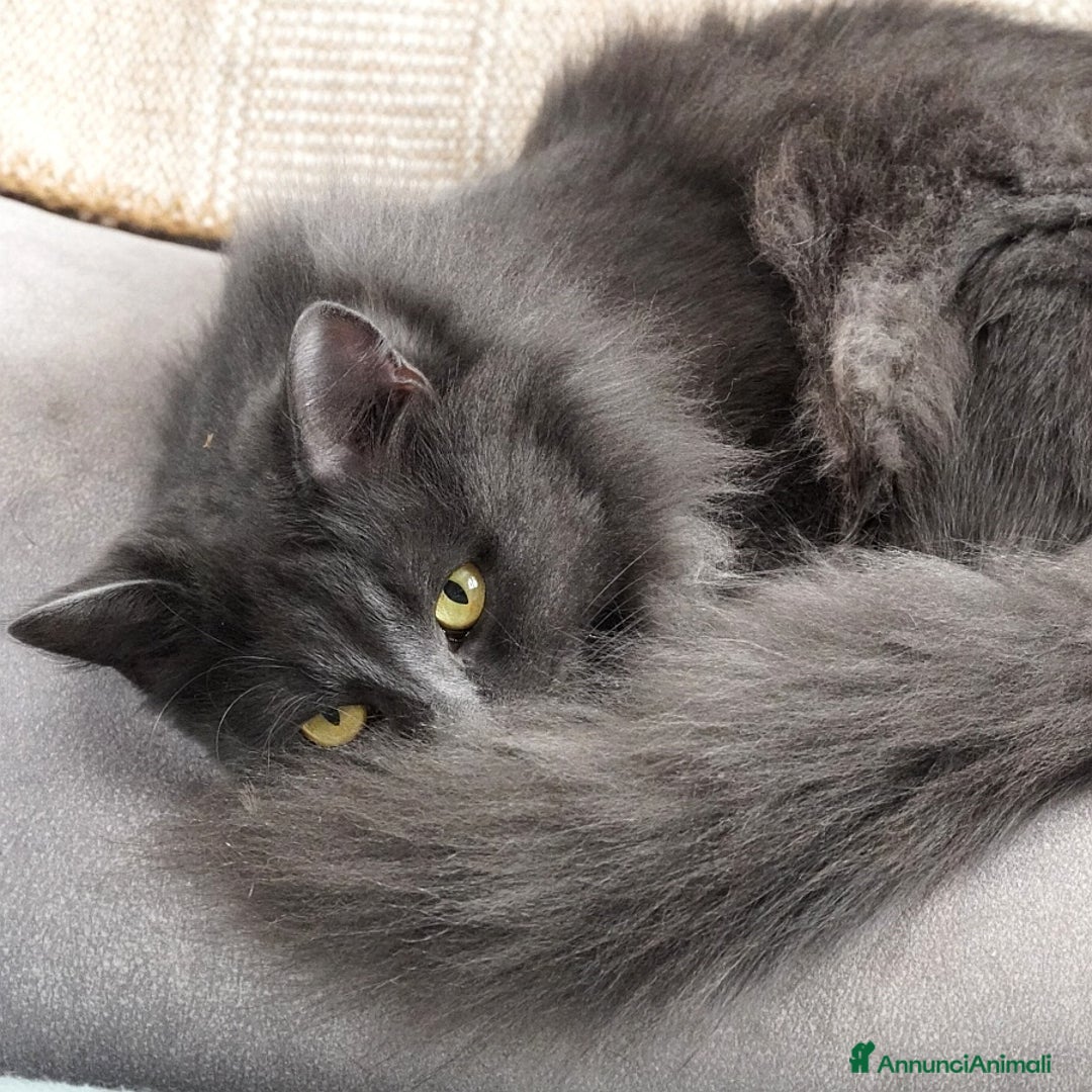 Siberiano gatti in vendita: Splendidi cuccioli siberiani Black Silver  - Annuncio 7