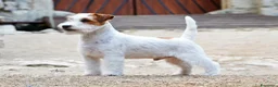 Jack Russell cani in vendita: Cuccioli jack russell lineaespositiva pelo ruvido  - Annuncio 9