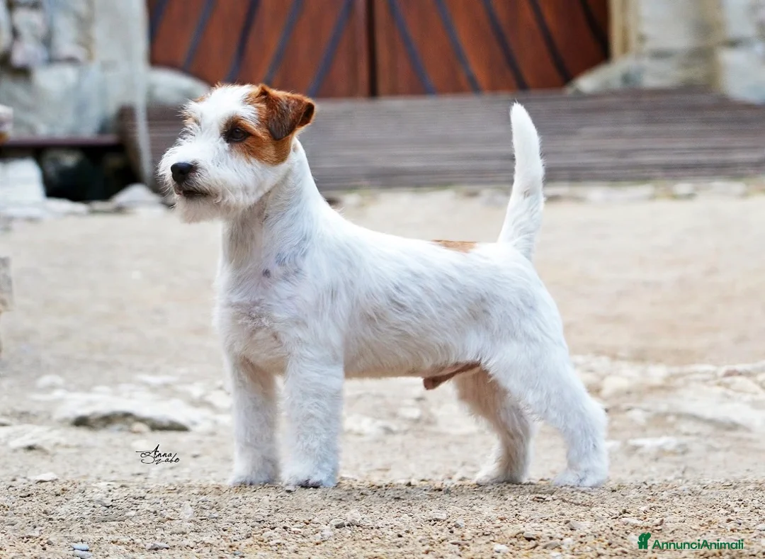 Jack Russell cani in vendita: Cuccioli jack russell lineaespositiva pelo ruvido  - Annuncio 9