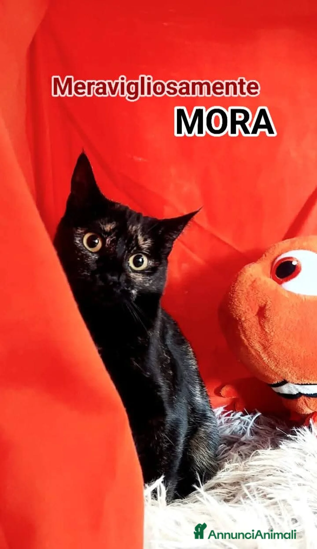 Europeo gatti in regalo: MORA DOLCISSIMA SQUAMETTA - Annuncio 5