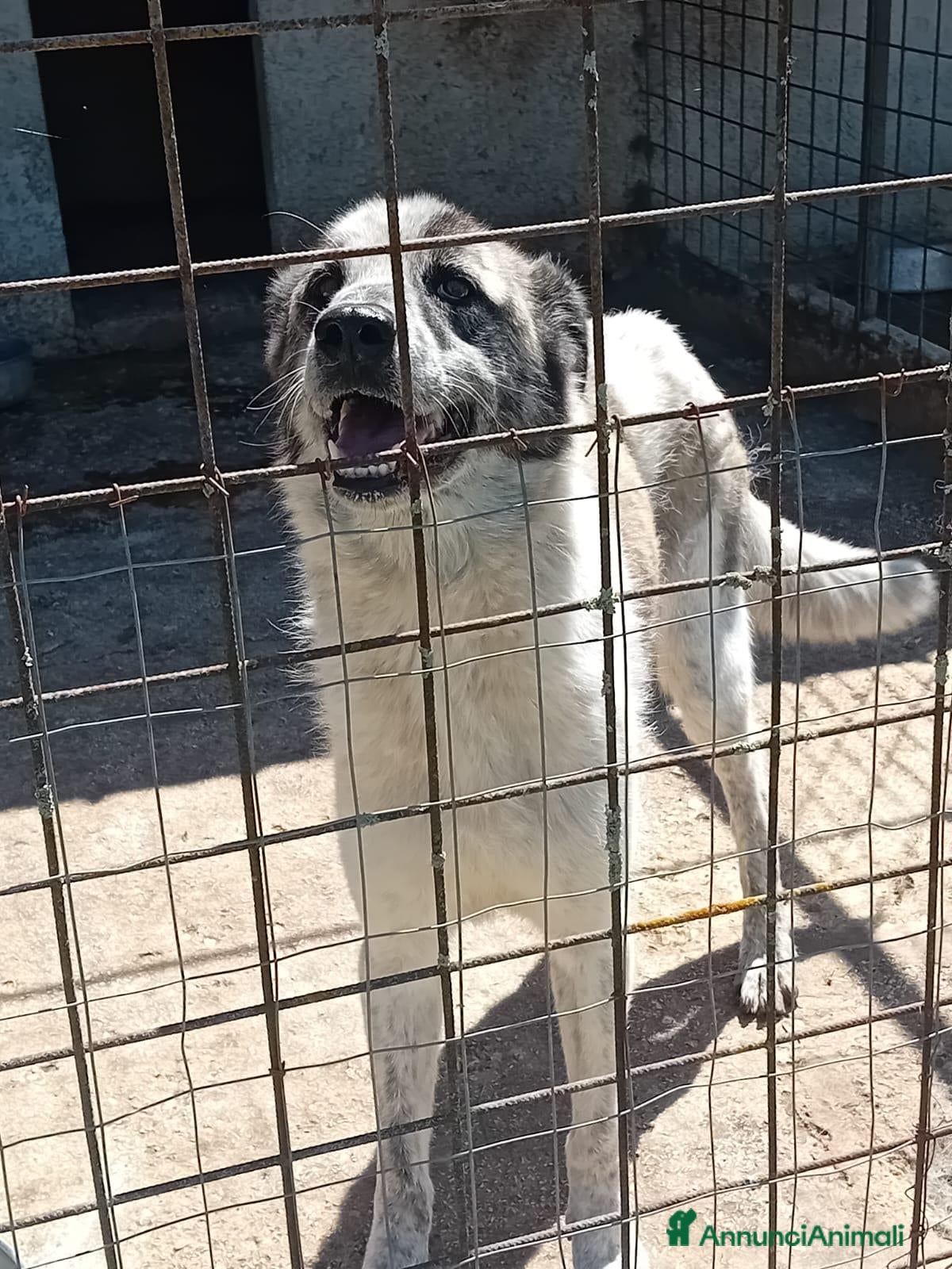 Meticcio cani in regalo: Virginia, buonissima, cerca famiglia - Annuncio 3
