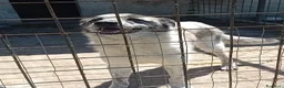 Meticcio cani in regalo: Virginia, buonissima, cerca famiglia - Annuncio 1