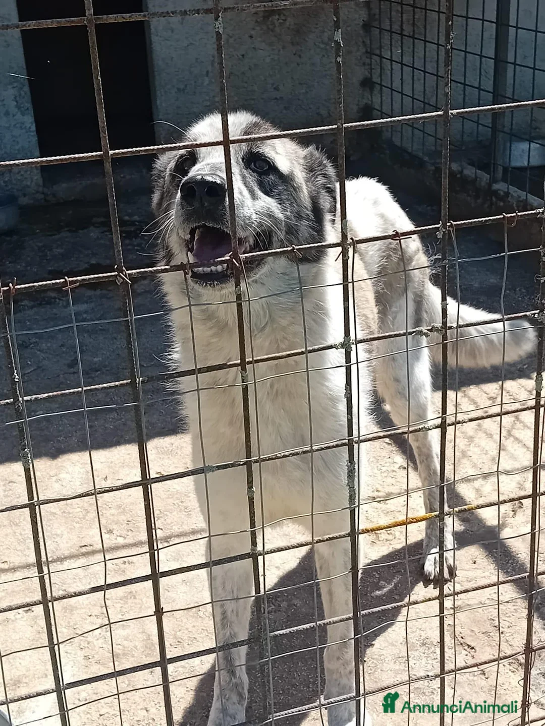 Meticcio cani in regalo: Virginia, buonissima, cerca famiglia - Annuncio 1