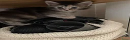 Maine Coon gatti in vendita: MAINE COON SHADED PREGIATI cuccioli  - Annuncio 17