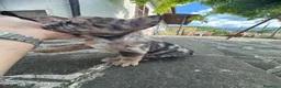Bulldog Francese cani in vendita: bulldog francese  - Annuncio 10
