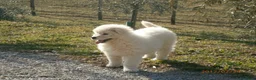 Pastore Maremmano cani in vendita: Spettacolari cuccioli di Pastore Abruzzese  - Annuncio 24