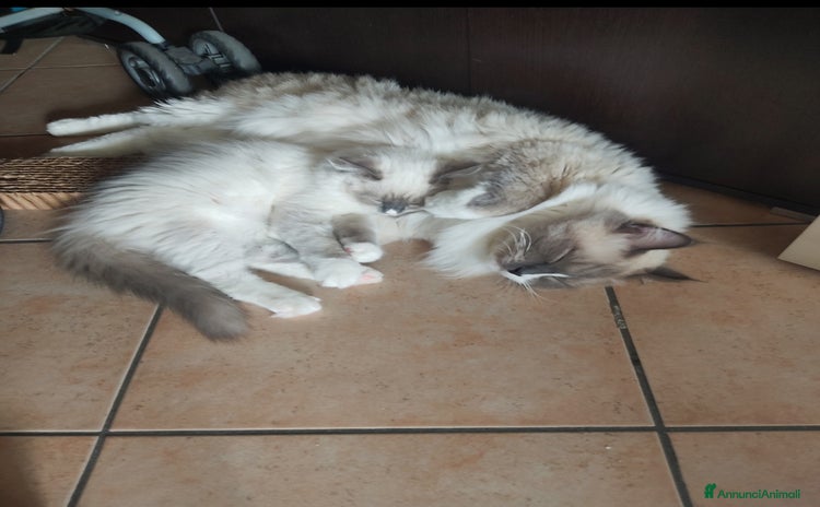 Ragdoll gatti a Città metropolitana di Milano - Annuncio 2