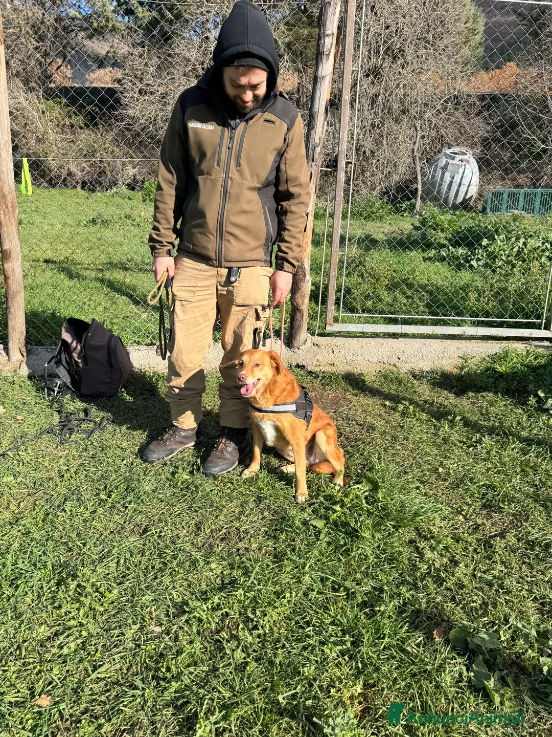 Meticcio cani in regalo: Riccia cagnolina socievole 16kg - Annuncio 3