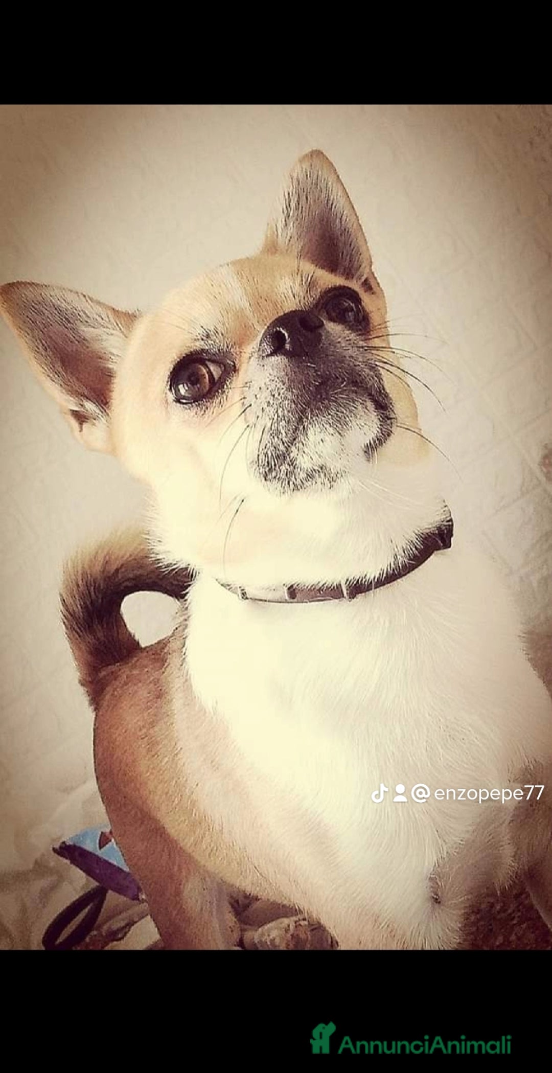 Chihuahua cani per accoppiamento:  Willy Stallone per monta - Annuncio 1