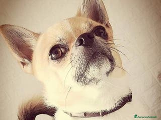 Chihuahua cani Willy Stallone per monta - Annuncio 1