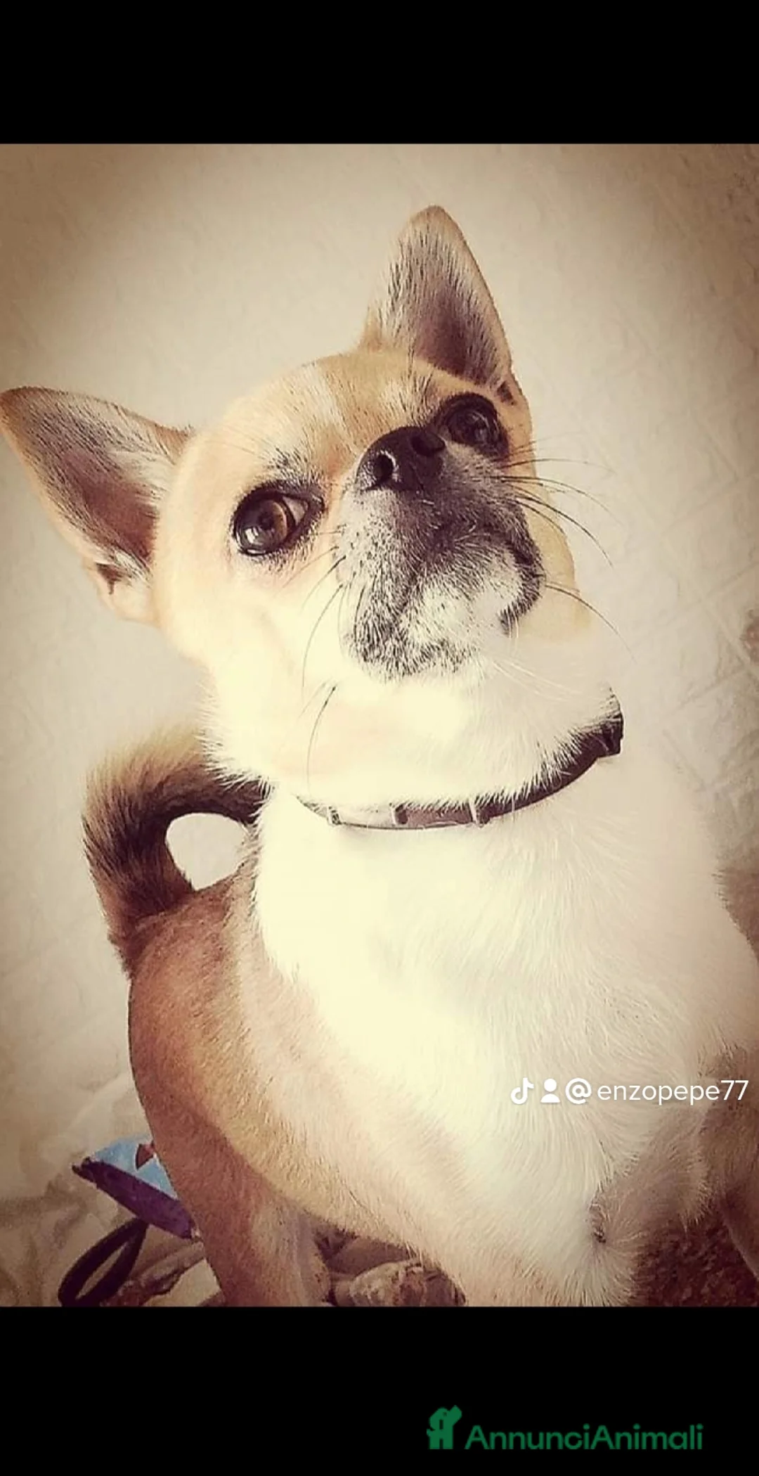 Chihuahua cani per accoppiamento:  Willy Stallone per monta - Annuncio 1