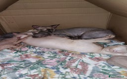 Sphynx gatti in vendita: Sphynx  a Città metropolitana di Catania - Immagine 4