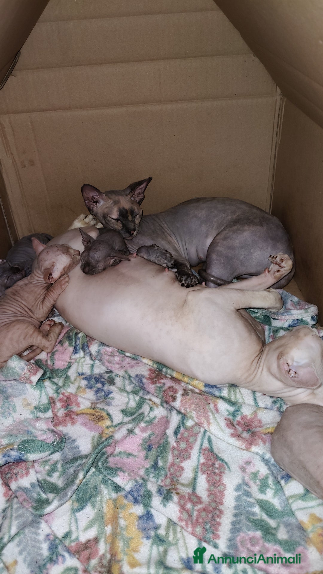 Sphynx gatti in vendita: Sphynx  a Città metropolitana di Catania - Immagine 4