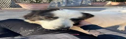 Meticcio cani in regalo: SIMBA ASPETTA SEMPRE UNA FAMIGLIA - Annuncio 7