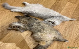 Persiano gatti in vendita: Persiana chinchillà  a Città Metropolitana di Cagliari - Immagine 5
