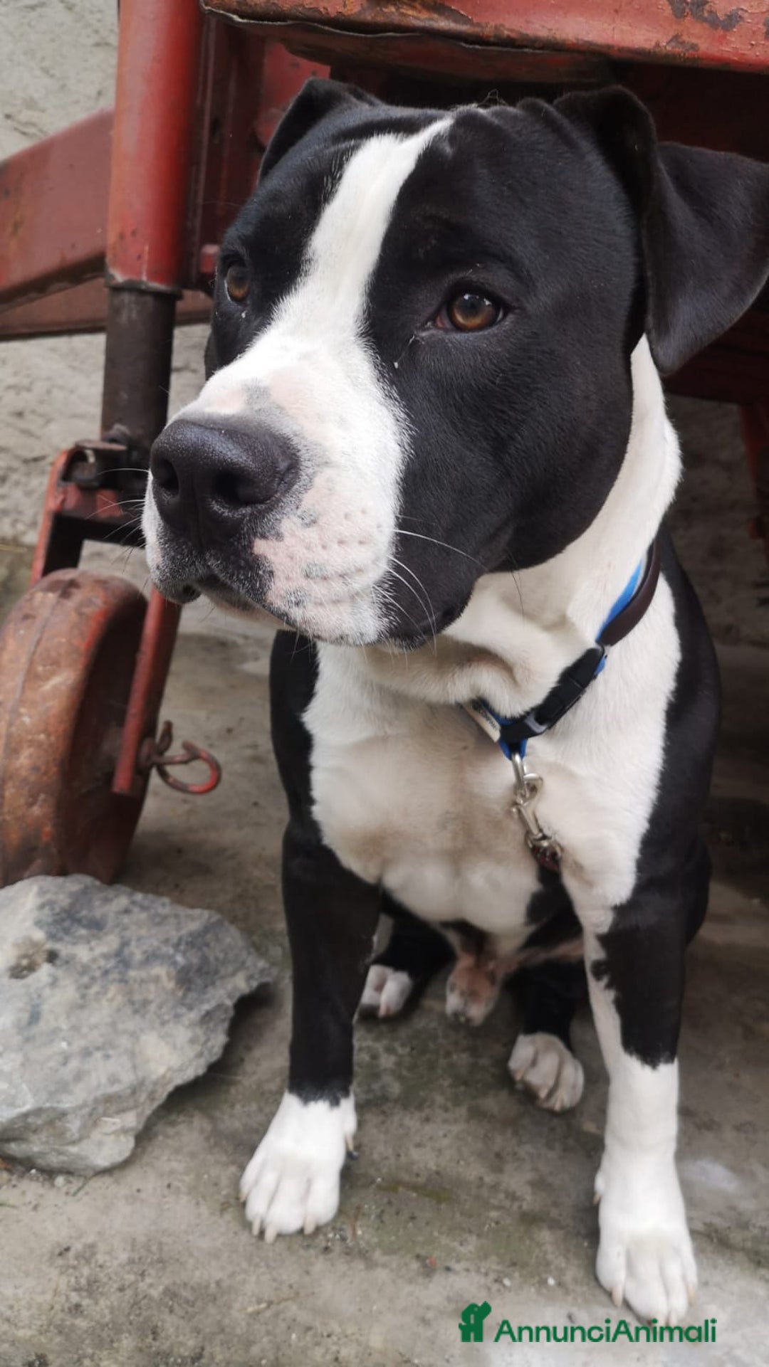 Altre razze cani in regalo: Amtaff cerca casa - Immagine 7