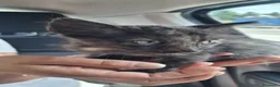 Meticcio cani in regalo: GATTINI DOLCISSIMI - Annuncio 11