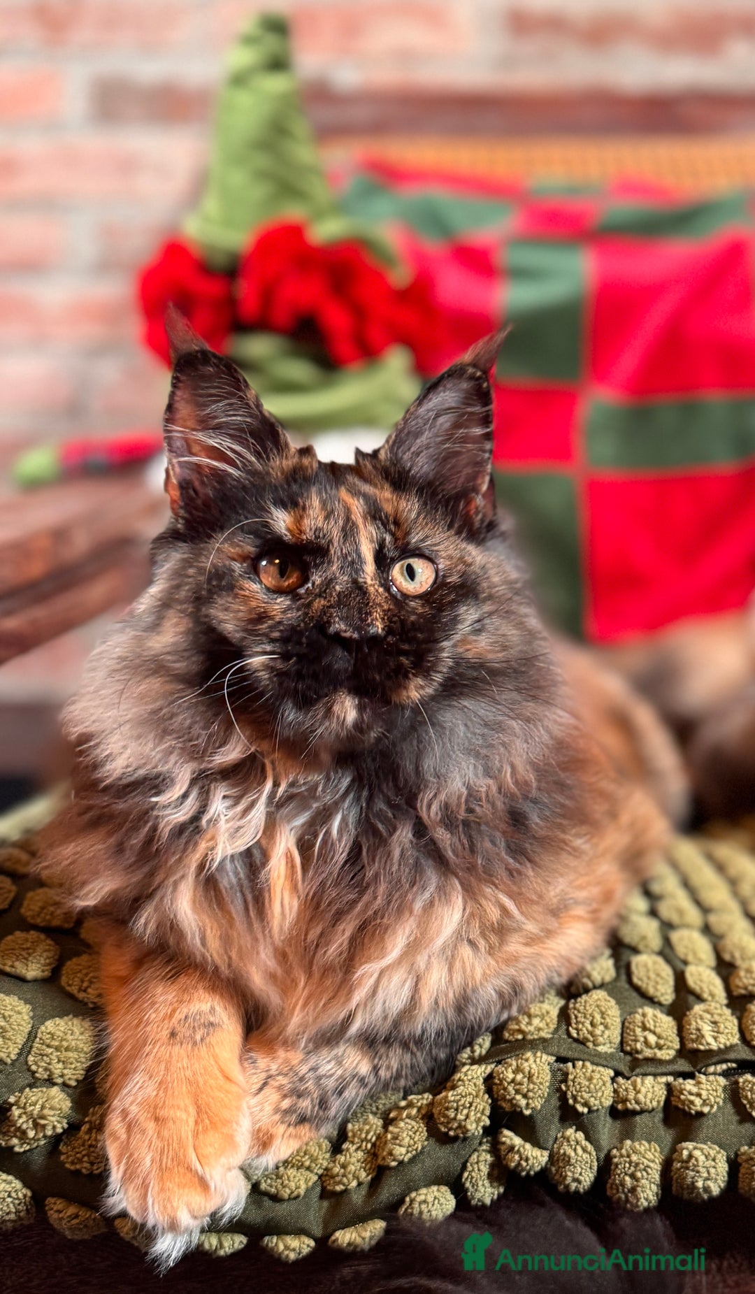 Maine Coon gatti in vendita: Maine Coon femmine tortie solide pedigree Anfi - Annuncio 5